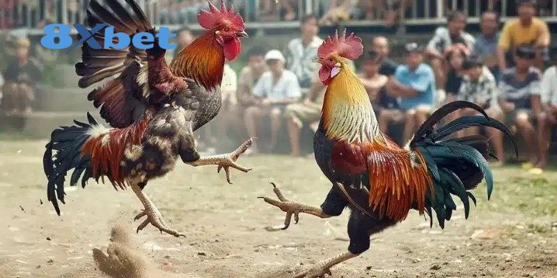 Đá gà 8xbet