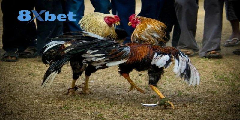 Khám phá đá gà 8xbet trực tuyến hiện đại
